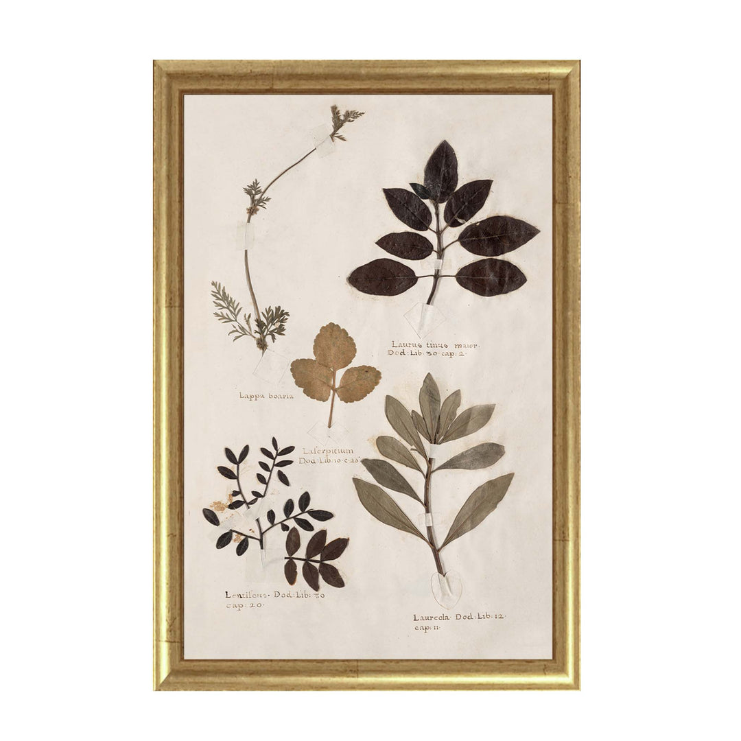 Vintage reproduction print of pressed botanicals from a herbarium collection