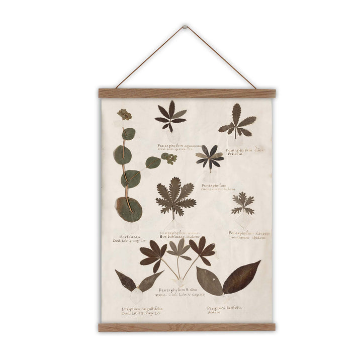 Vintage herbarium print