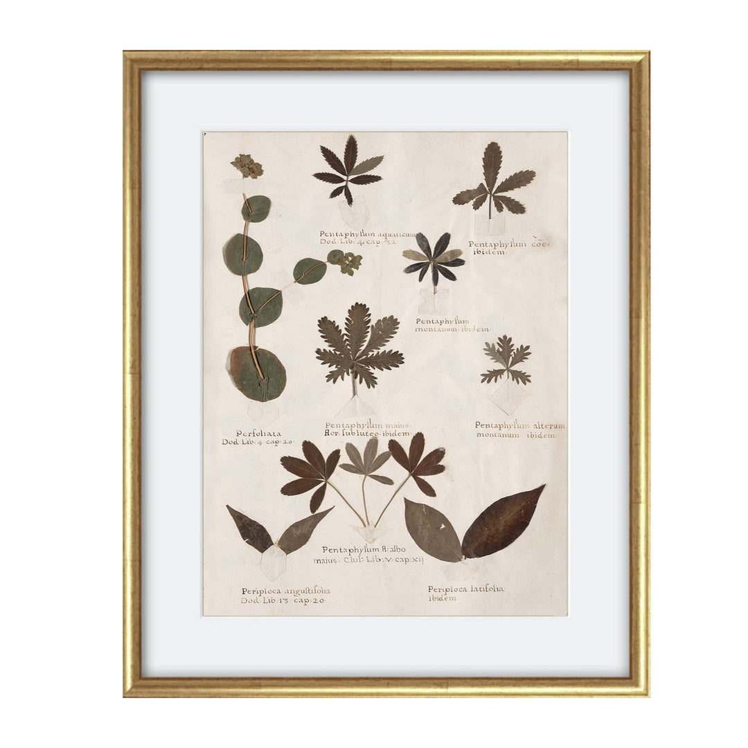 Vintage herbarium print