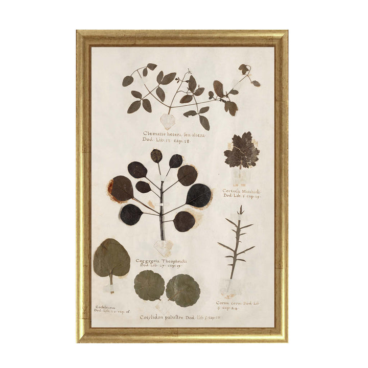 Vintage reproduction print of botanical plants from a herbarium collection