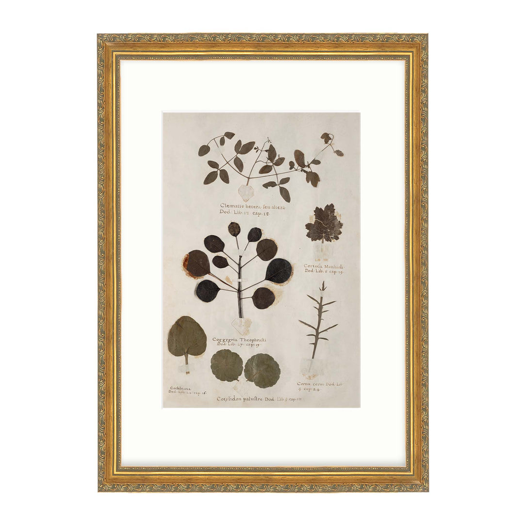 Vintage reproduction print of botanical plants from a herbarium collection