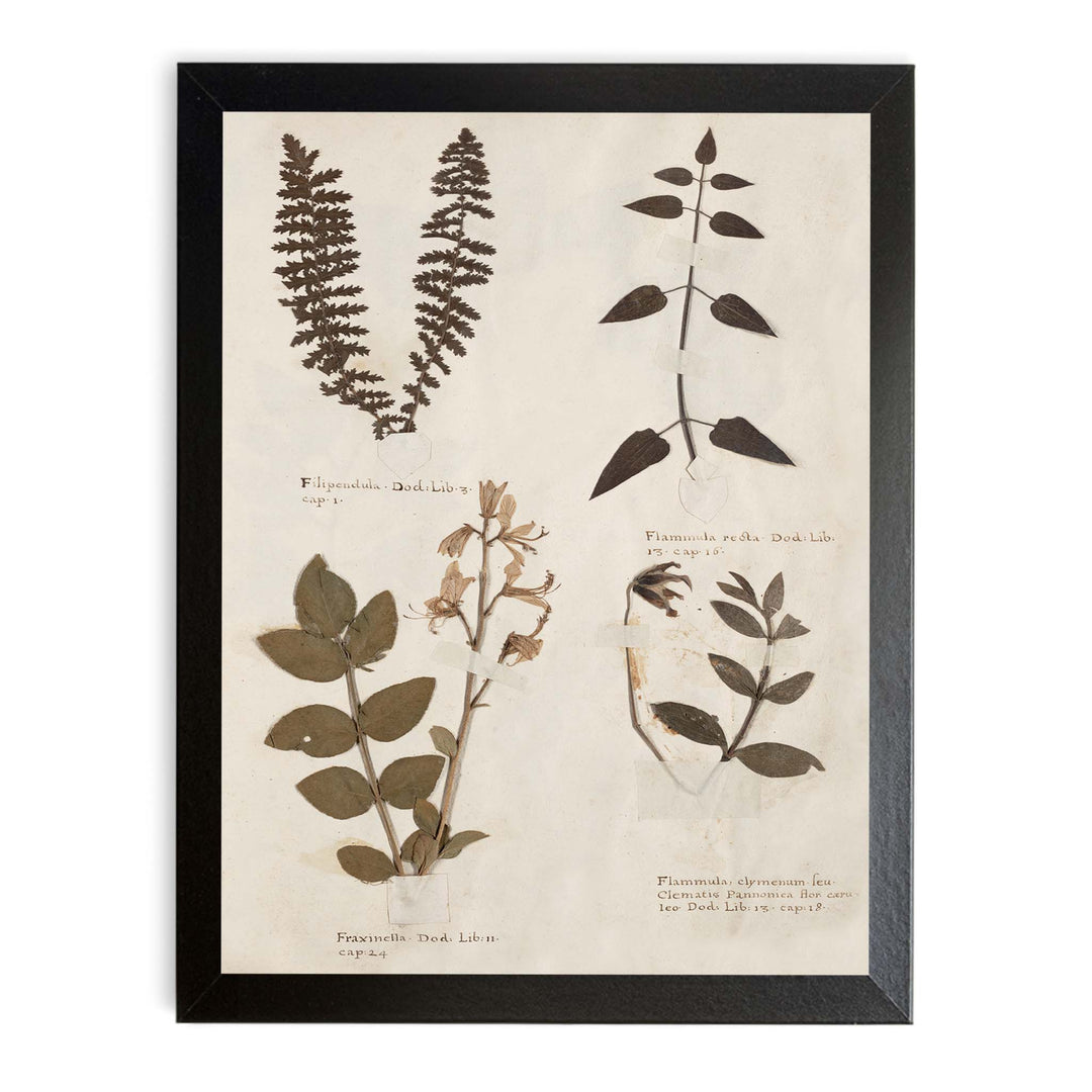 A selection of plants from an antique herbarium collection