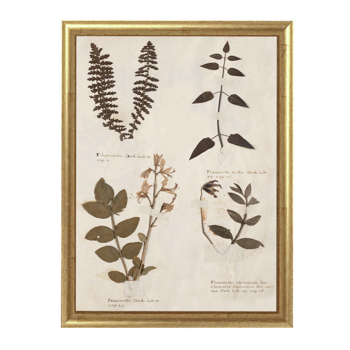 A selection of plants from an antique herbarium collection