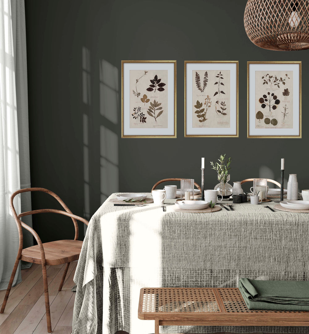 Framed Herbarium prints in a dining room