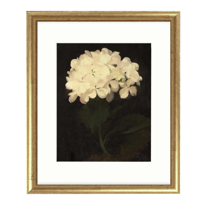 Painting of a white hydrangea on a black background