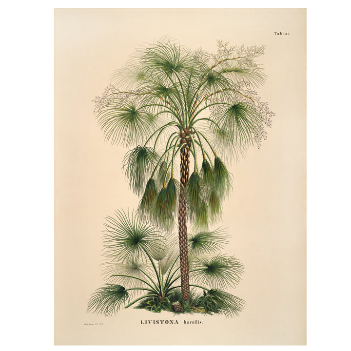 Vintage palm tree print livistona sand palm