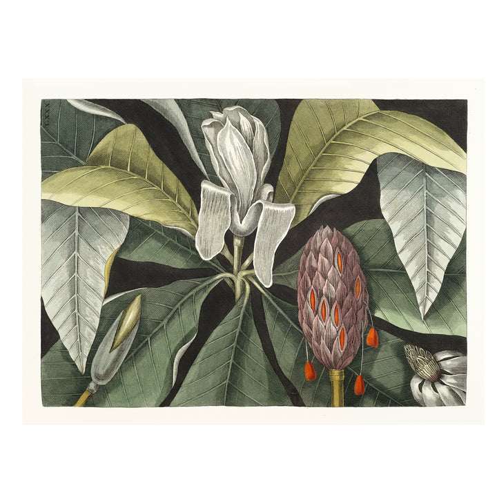 vintage Magnolia art print