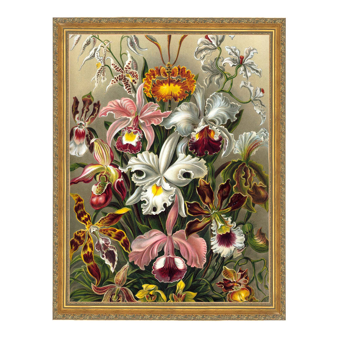 Colourful painting of orchids by Ernst haeckel in pink, red and beige colours