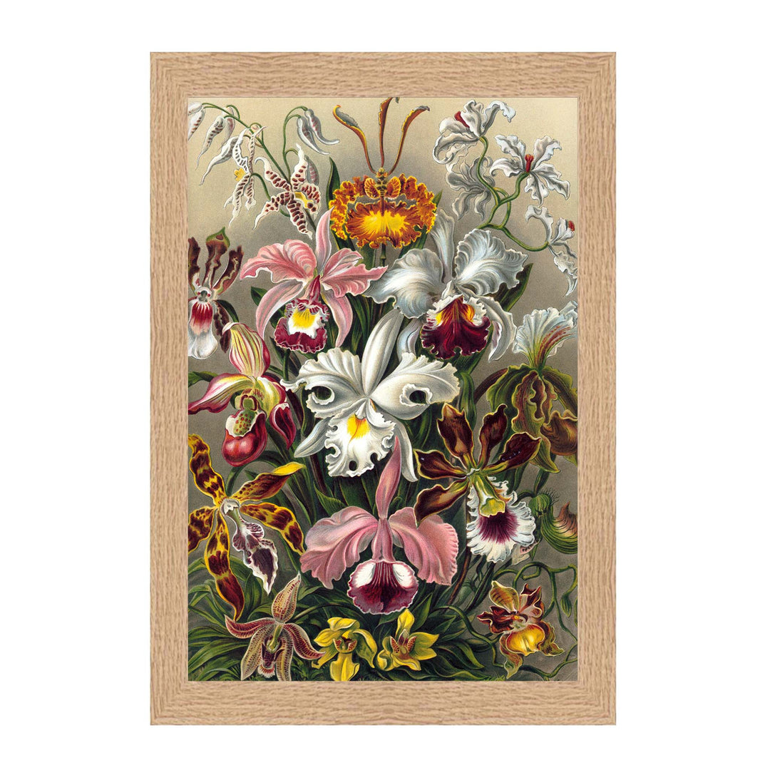 Colourful painting of orchids by Ernst haeckel in pink, red and beige colours