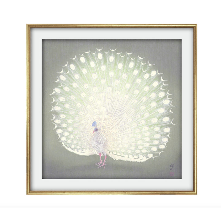 Painting of a white peacock by Ohara Koson on a grey green backgroundPainting of a white peacock by Ohara Koson on a grey green background
