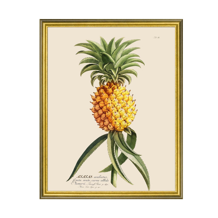 vintagw scientific illustration of a pineapple with annotation. 