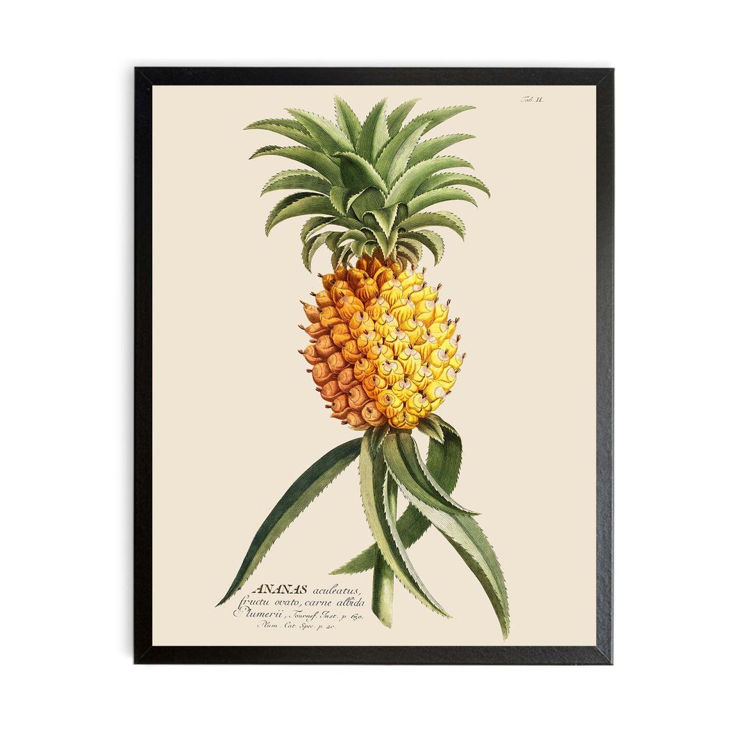 vintagw scientific illustration of a pineapple with annotation. 