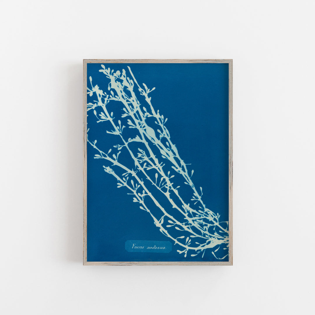 Algae - Ficus Nodosus Vintage poster print