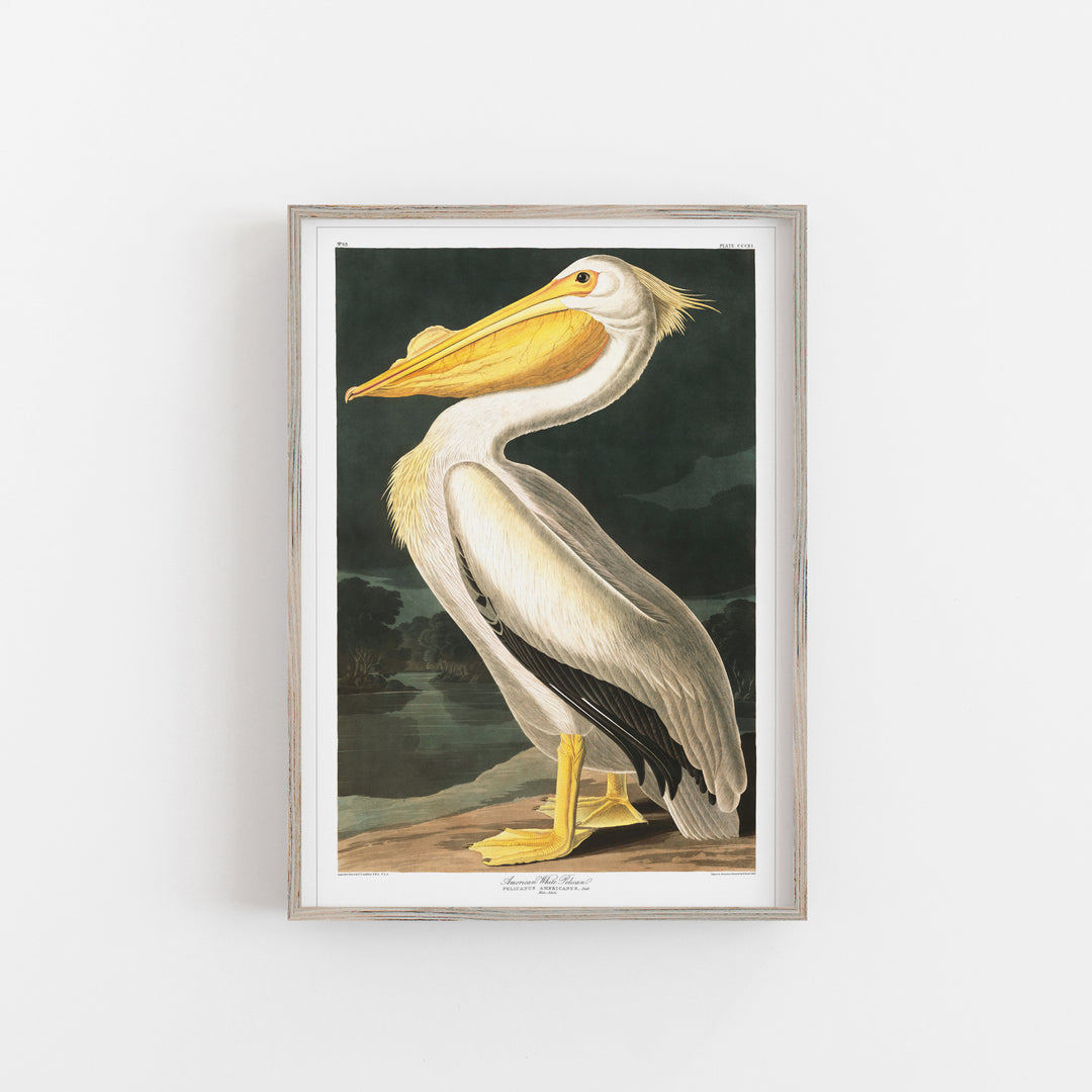 Pelican vintage print poster framed