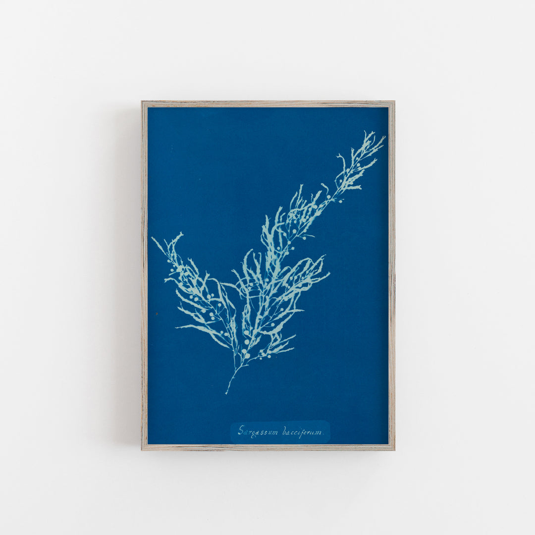 Algae - Sargassum Bacciferum vintage poster print