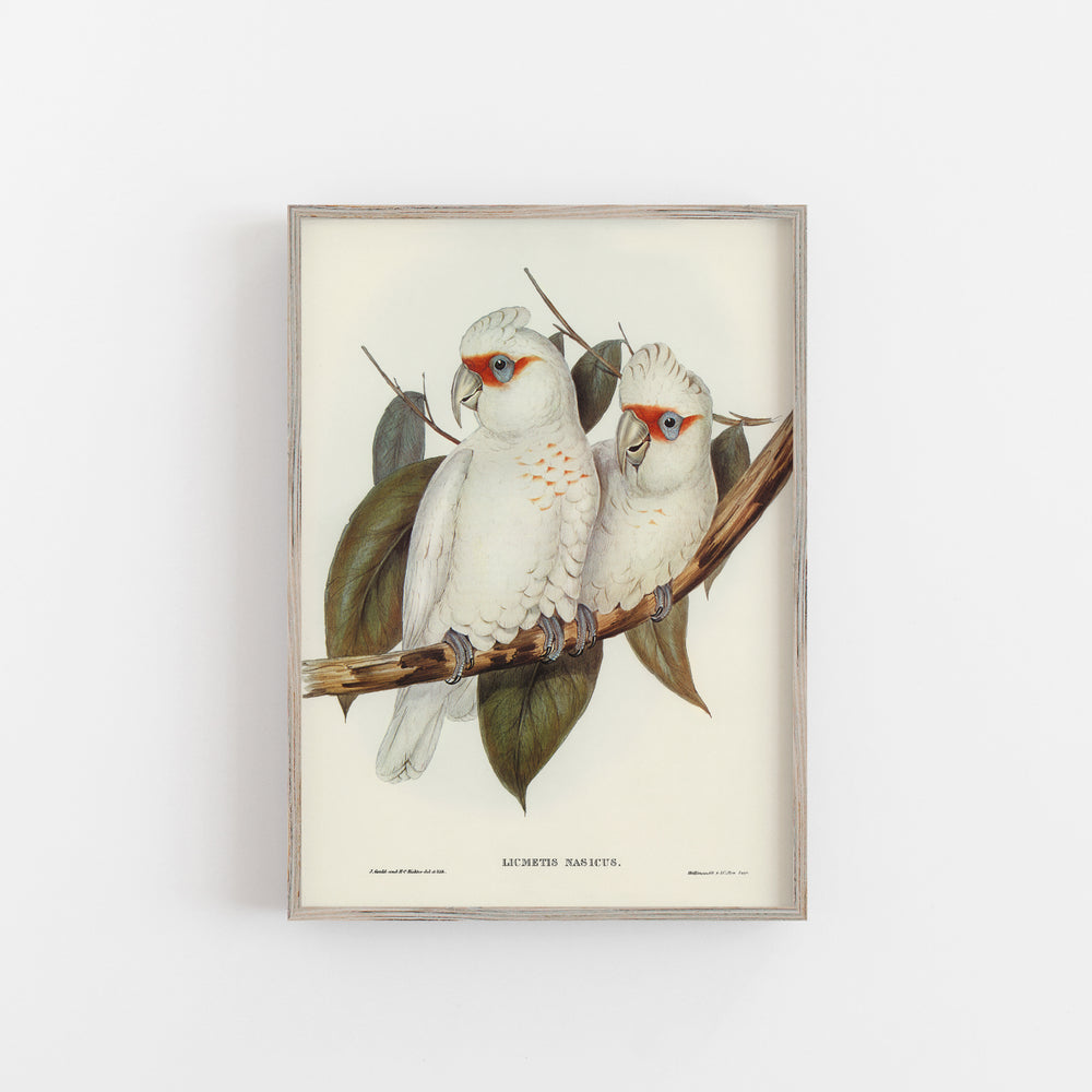 White cockatoo vintage print framed