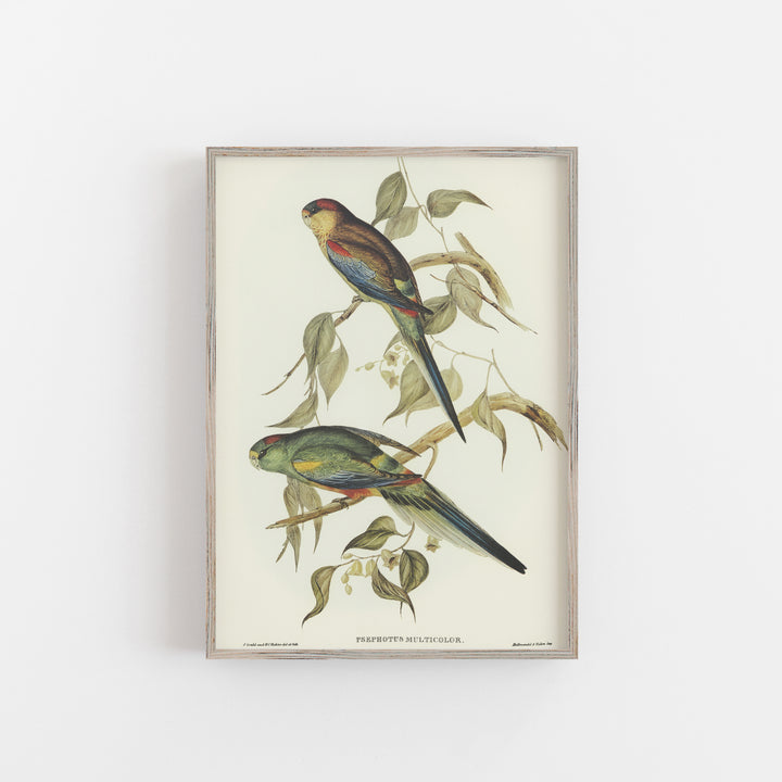 Vintage parakeet bird print poster