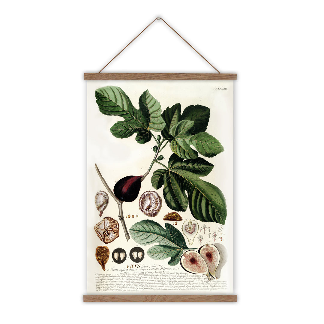 Cottagecore fig branch vintage canvas wall chart