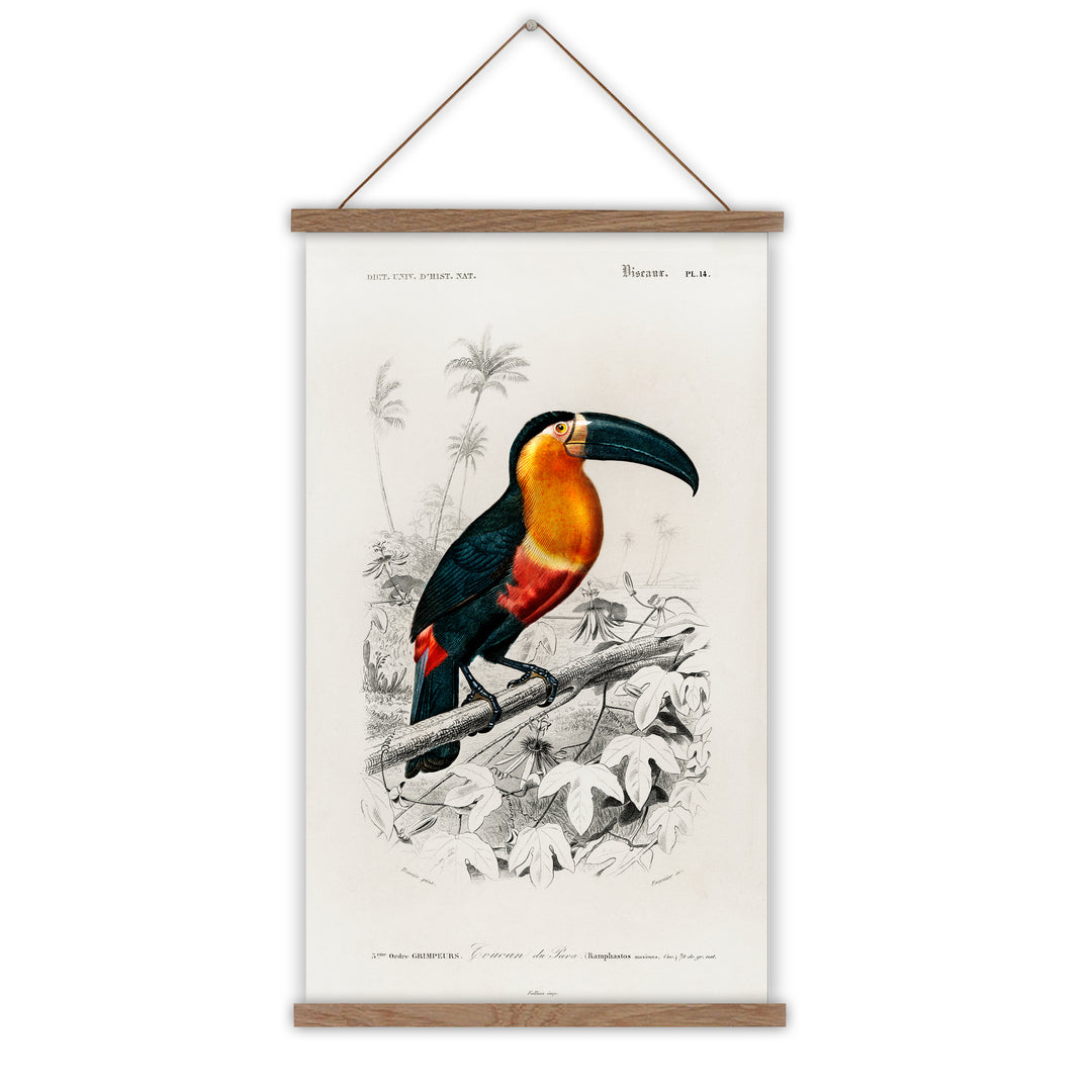 Toucan vintage poster canvas wall chart
