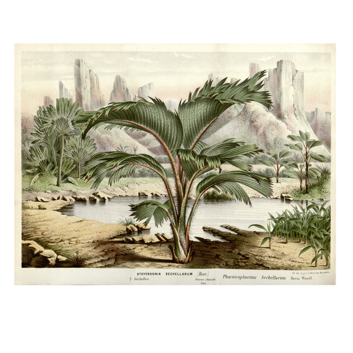 Schellarum tropical print