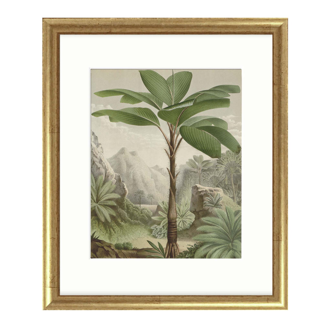 Vintage illustration of a Seychelles Palm in its natural environment