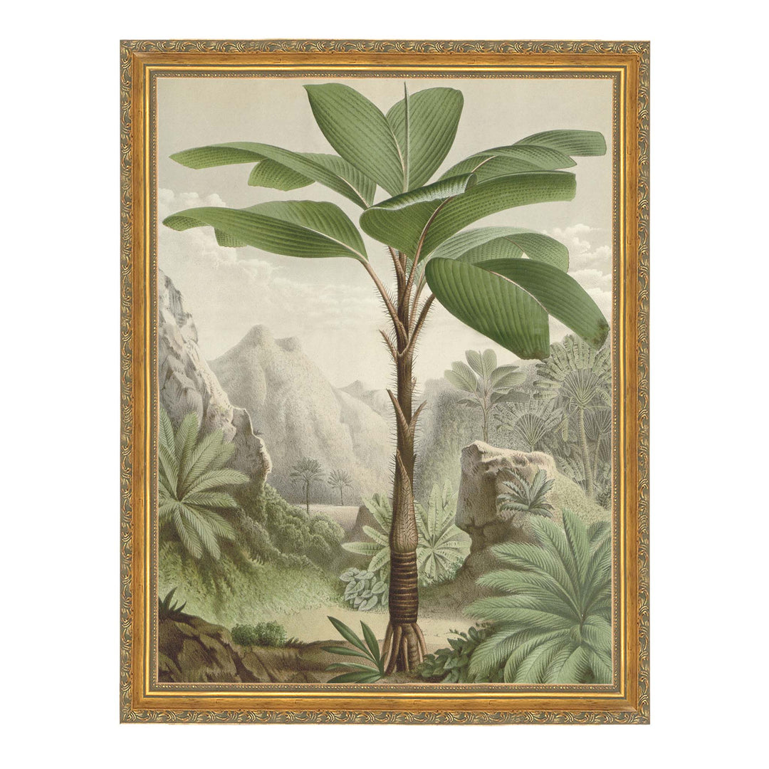 Vintage illustration of a Seychelles Palm in its natural environment