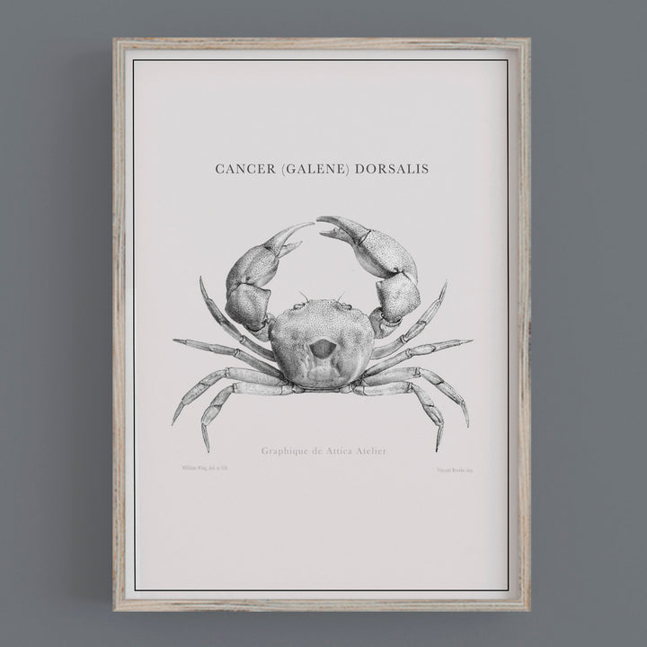 Crab vintage fine art print