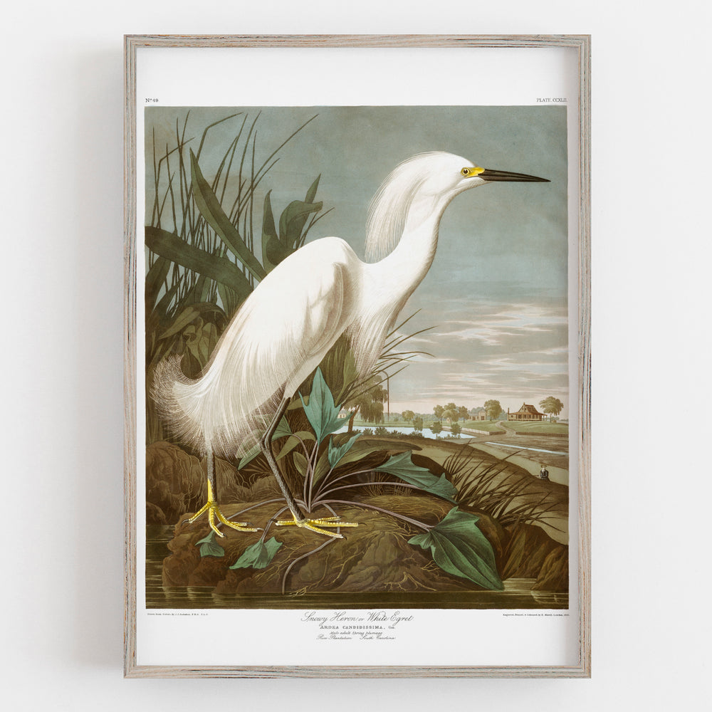 Vintage audubon bird print