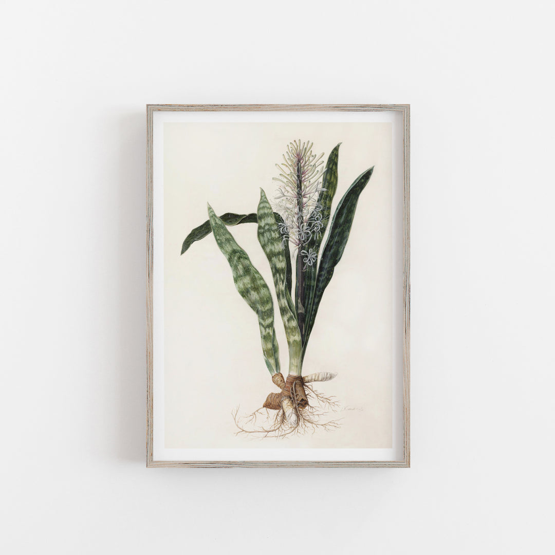 sansevieria painting Sansevieria – Attica Press