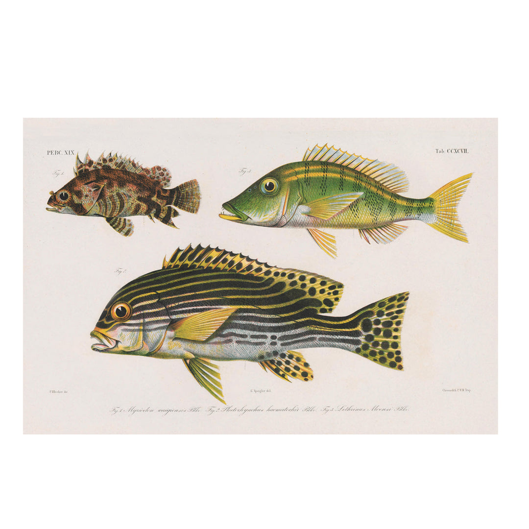 vintage scientific fish illustration