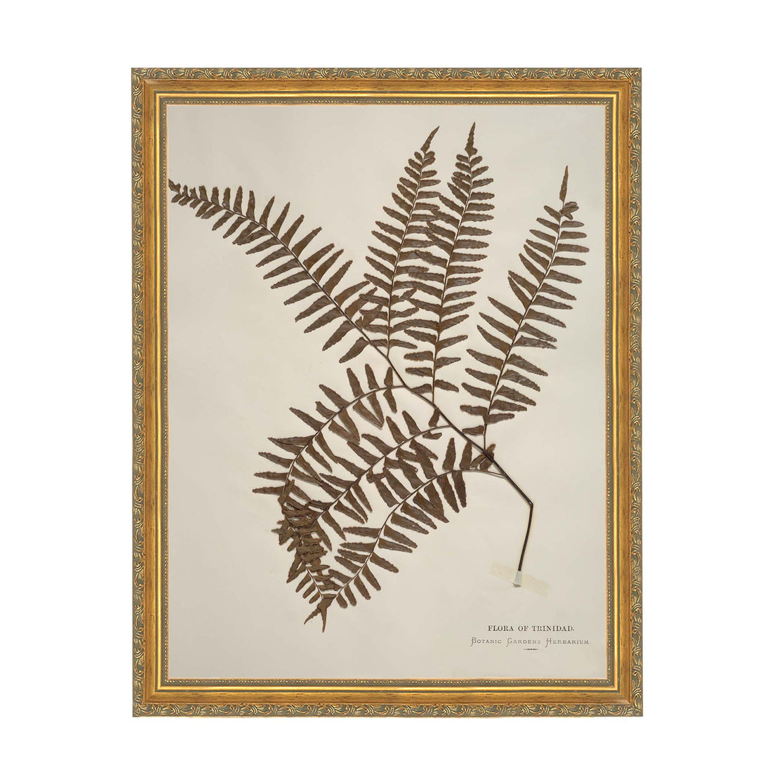Herbarium cllection of fern species