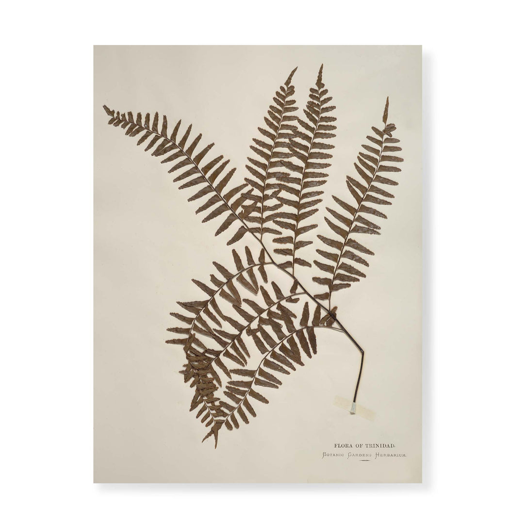 Herbarium cllection of fern species