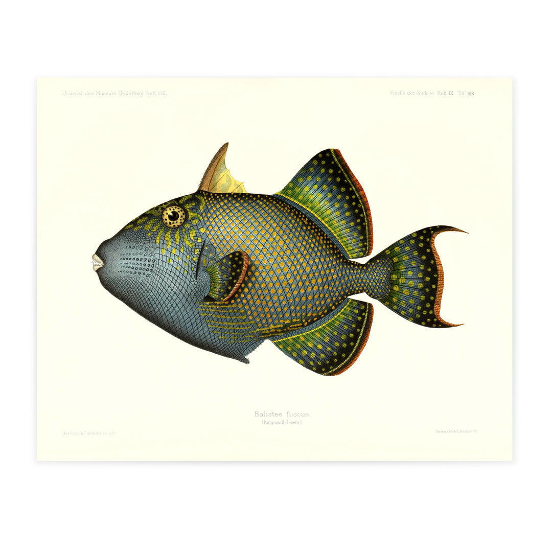 Parrot fish print