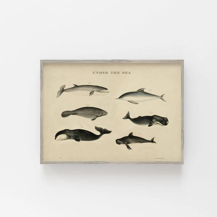 Vintage print sea animals whales