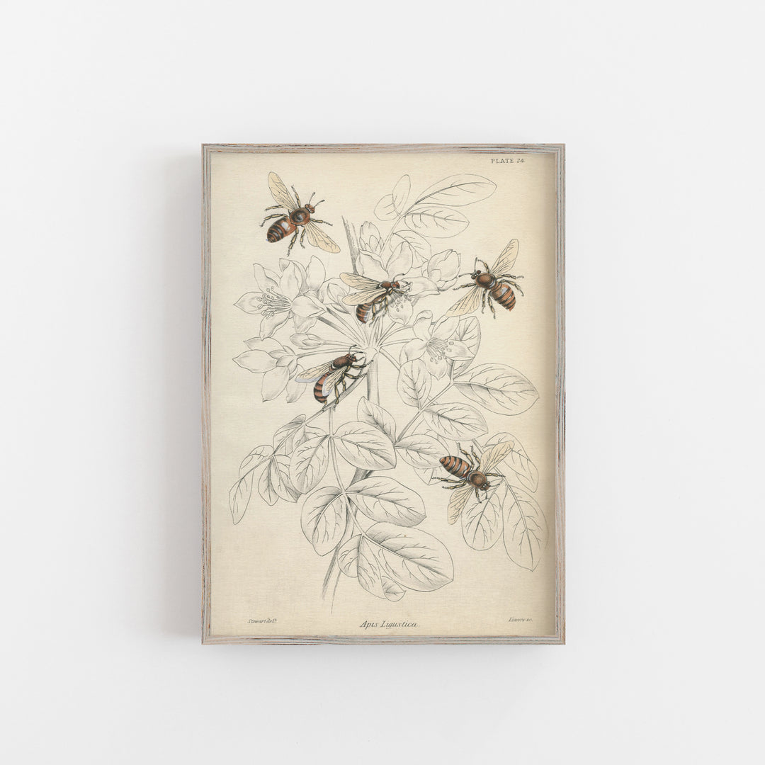 Vintage bee print
