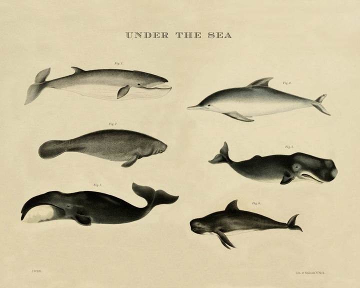 Vintage sea animals print