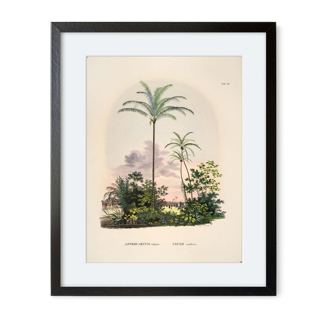 Painting of a tropical palm tree called Astrocarum Vulgarae with a pink background
