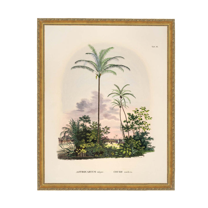 Painting of a tropical palm tree called Astrocarum Vulgarae with a pink background