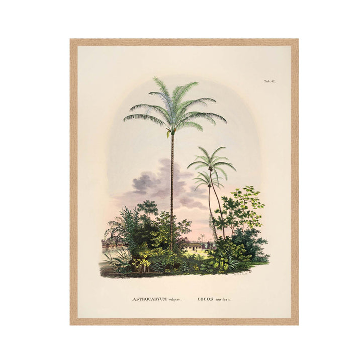 Painting of a tropical palm tree called Astrocarum Vulgarae with a pink background