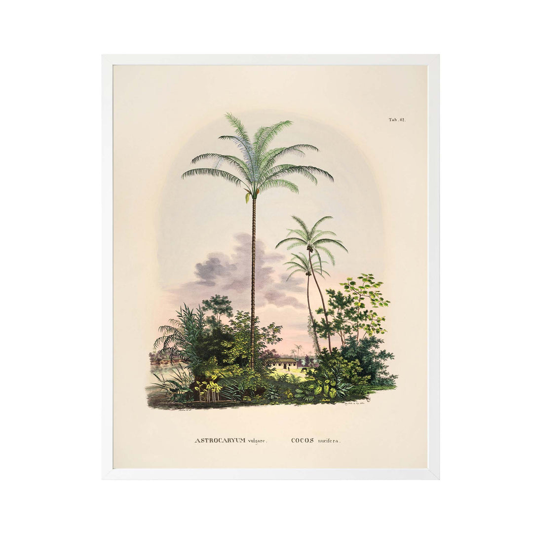 Painting of a tropical palm tree called Astrocarum Vulgarae with a pink background