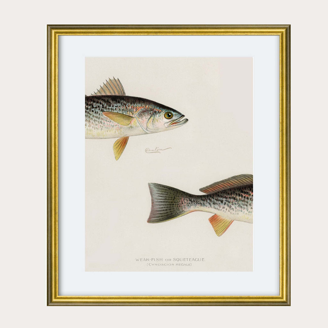 vintage painting of a fish which has been altered so that it is cut in half across the page