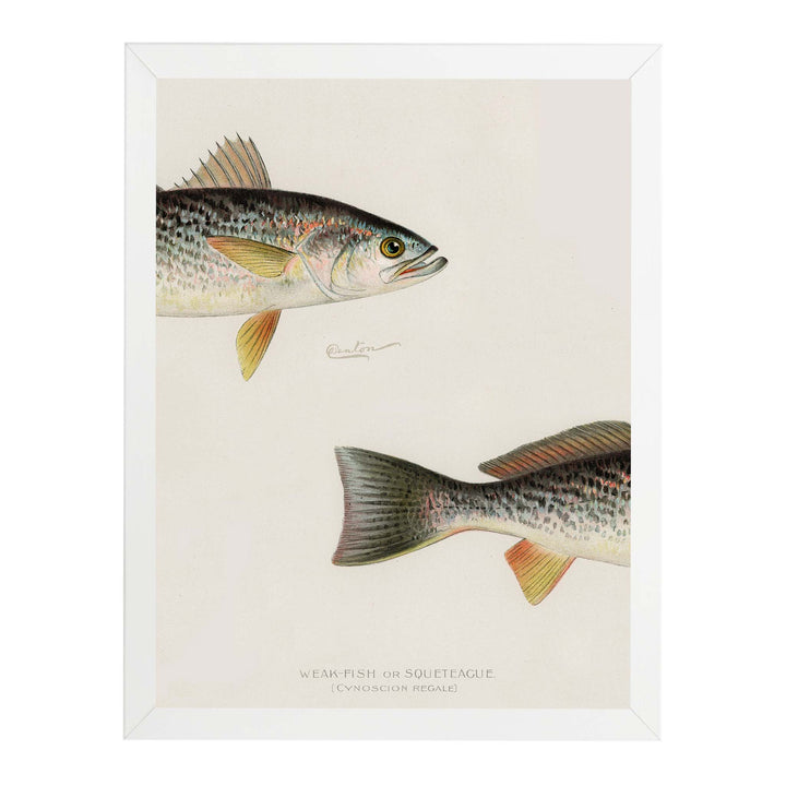 vintage painting of a fish which has been altered so that it is cut in half across the page
