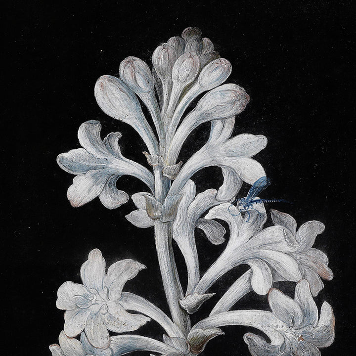 vintage white hyacinth print