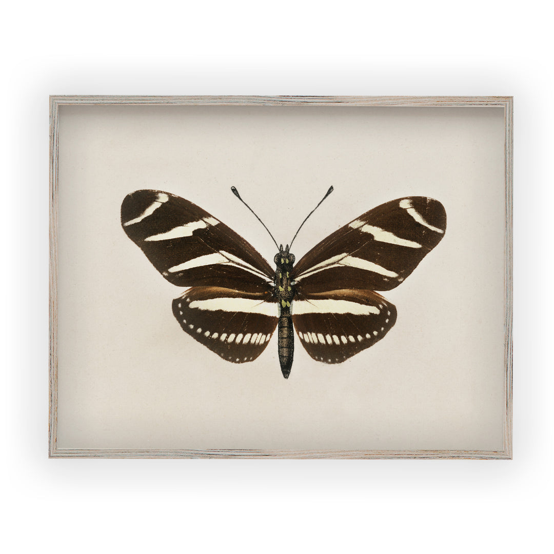 Zebra butterfly vintage print