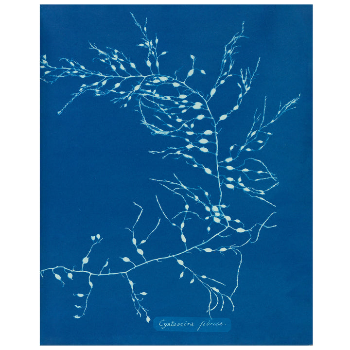 Cytoseria Fibrosa Algae vintage print