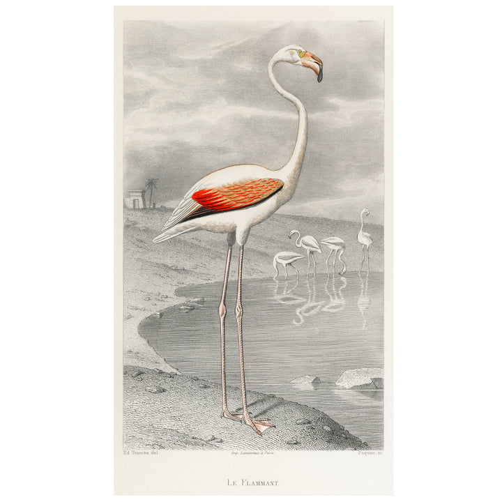 Flamingo vintage fine art print