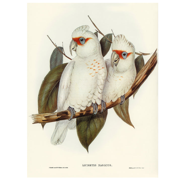 White cockatoo vintage print