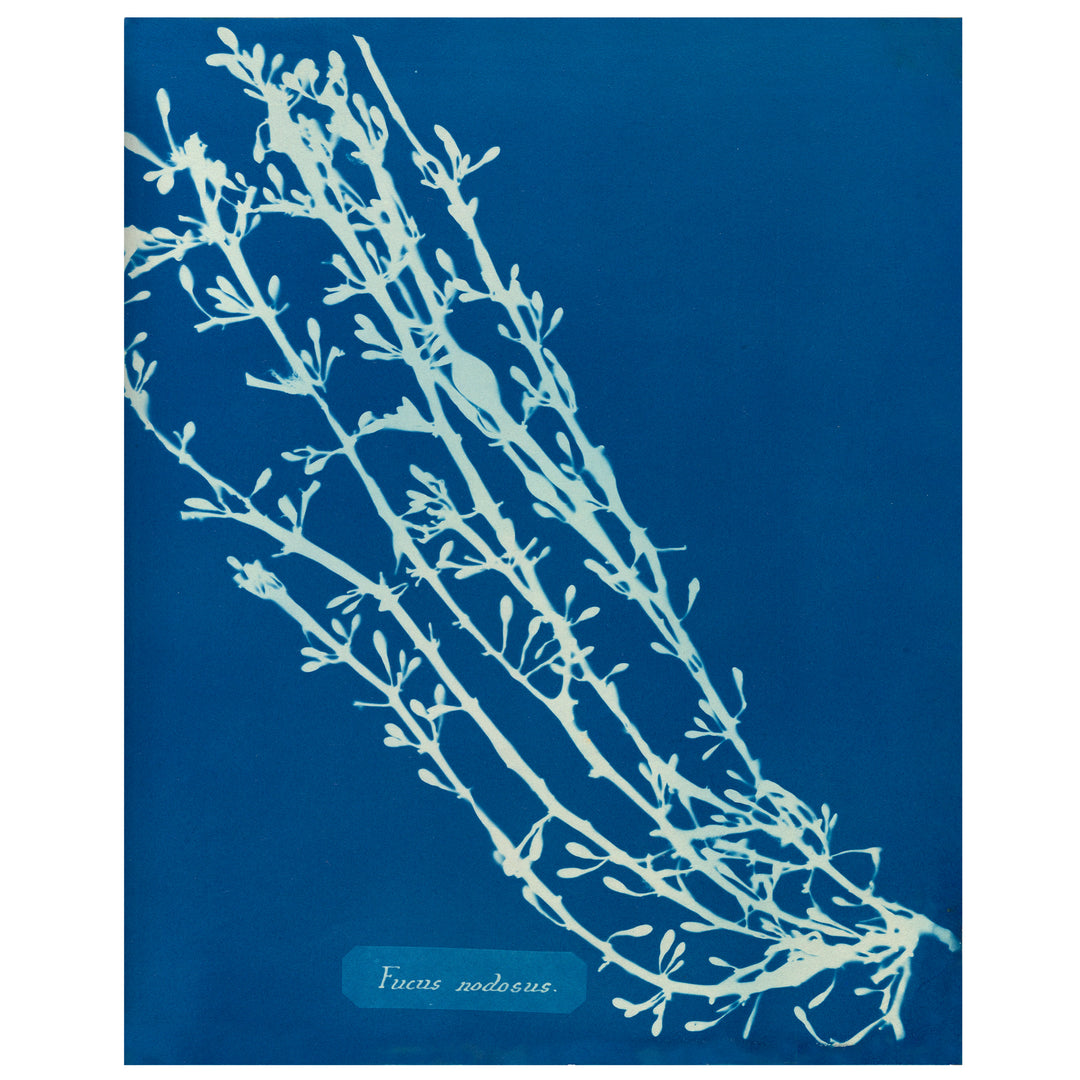 Algae - Ficus Nodosus Vintage print