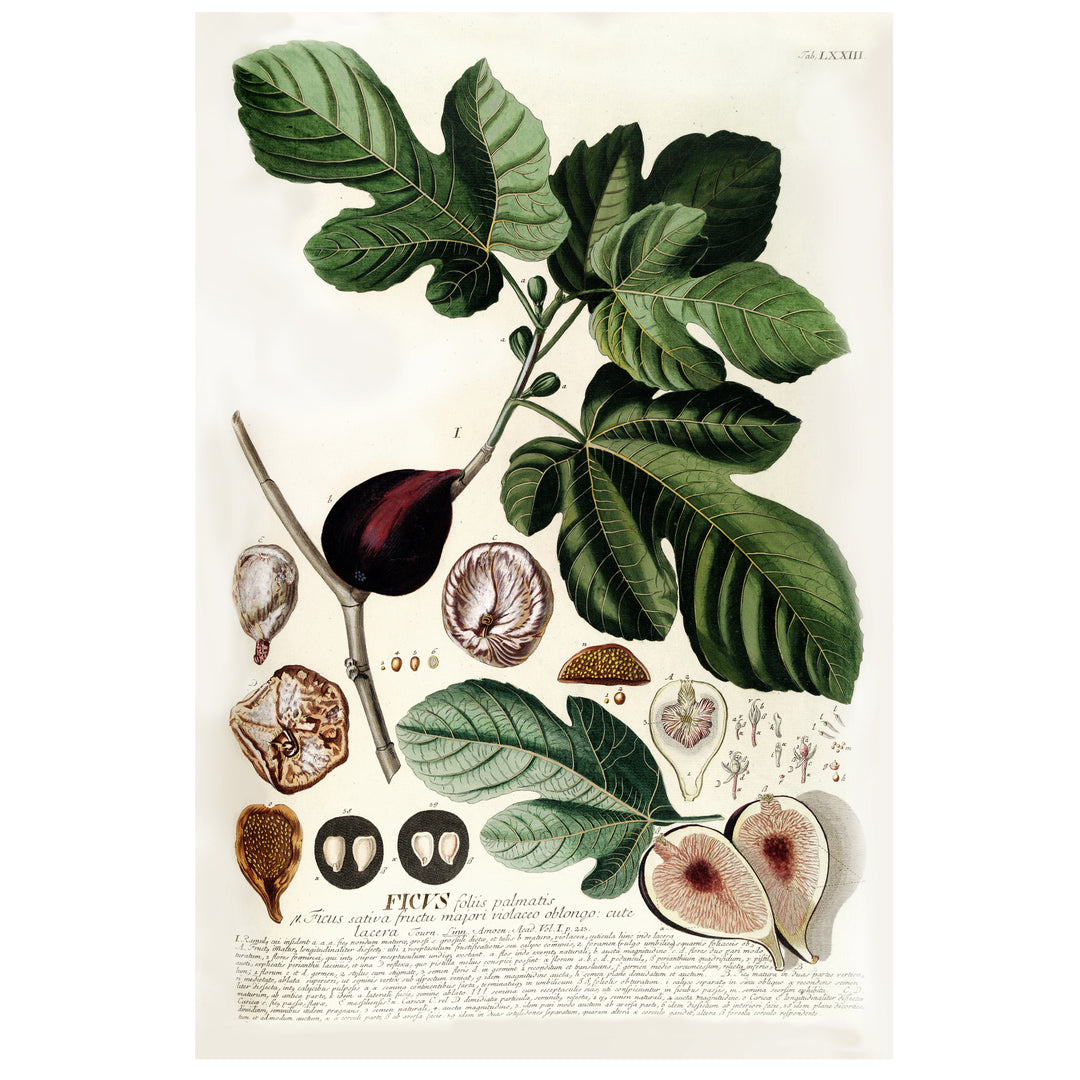 fig branch vintage print