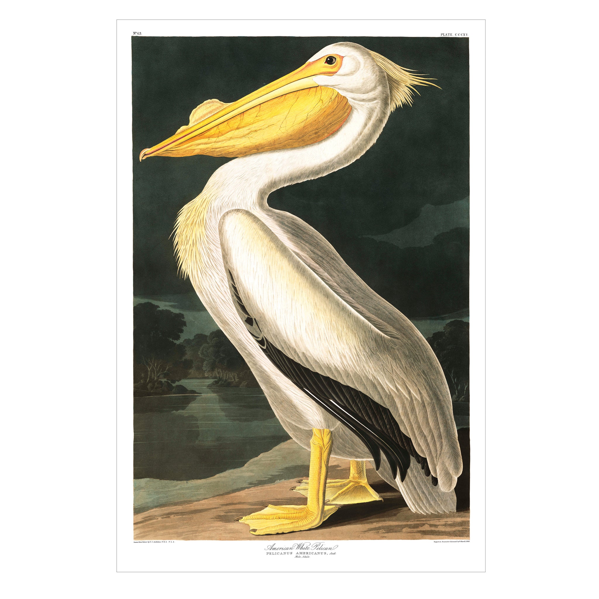 Pelican Painting selling